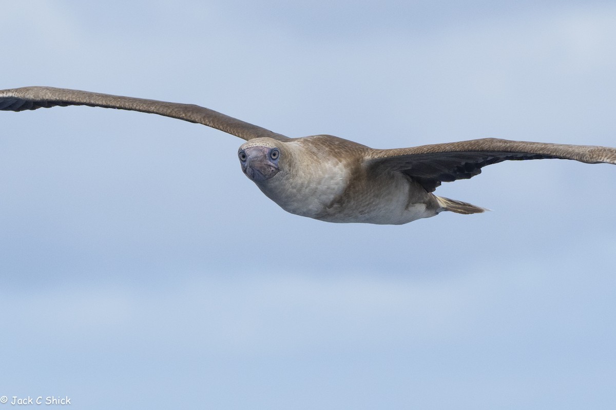 Red-footed Booby (Eastern Pacific) - ML616046309