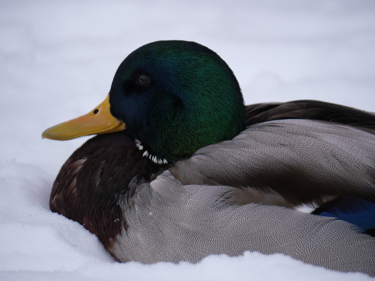 Mallard - Lily  Feeback