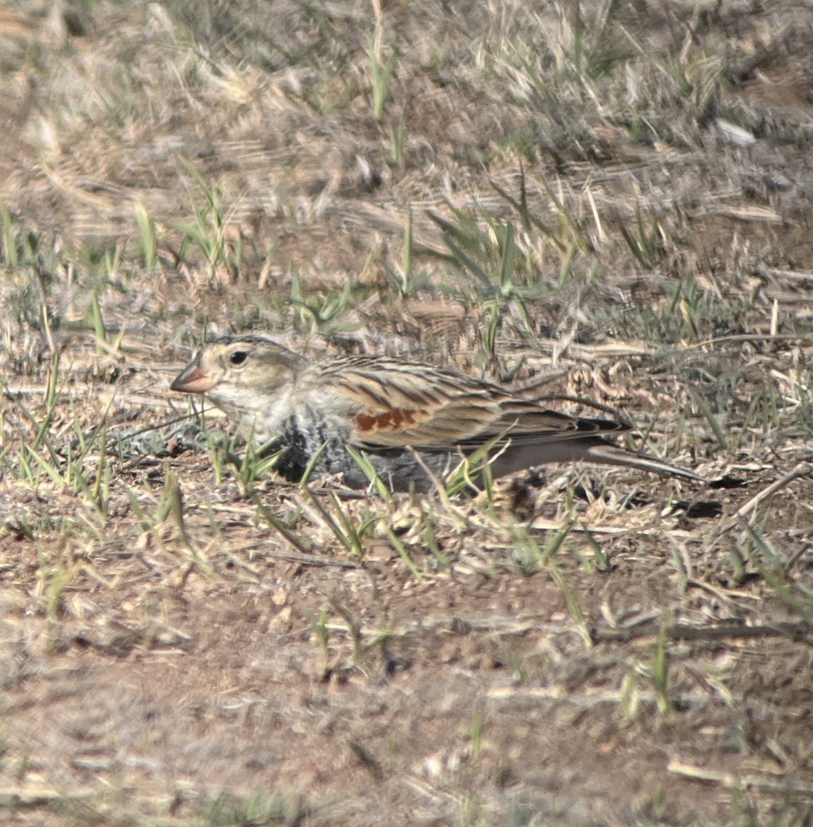 Thick-billed Longspur - Matthew Schuler