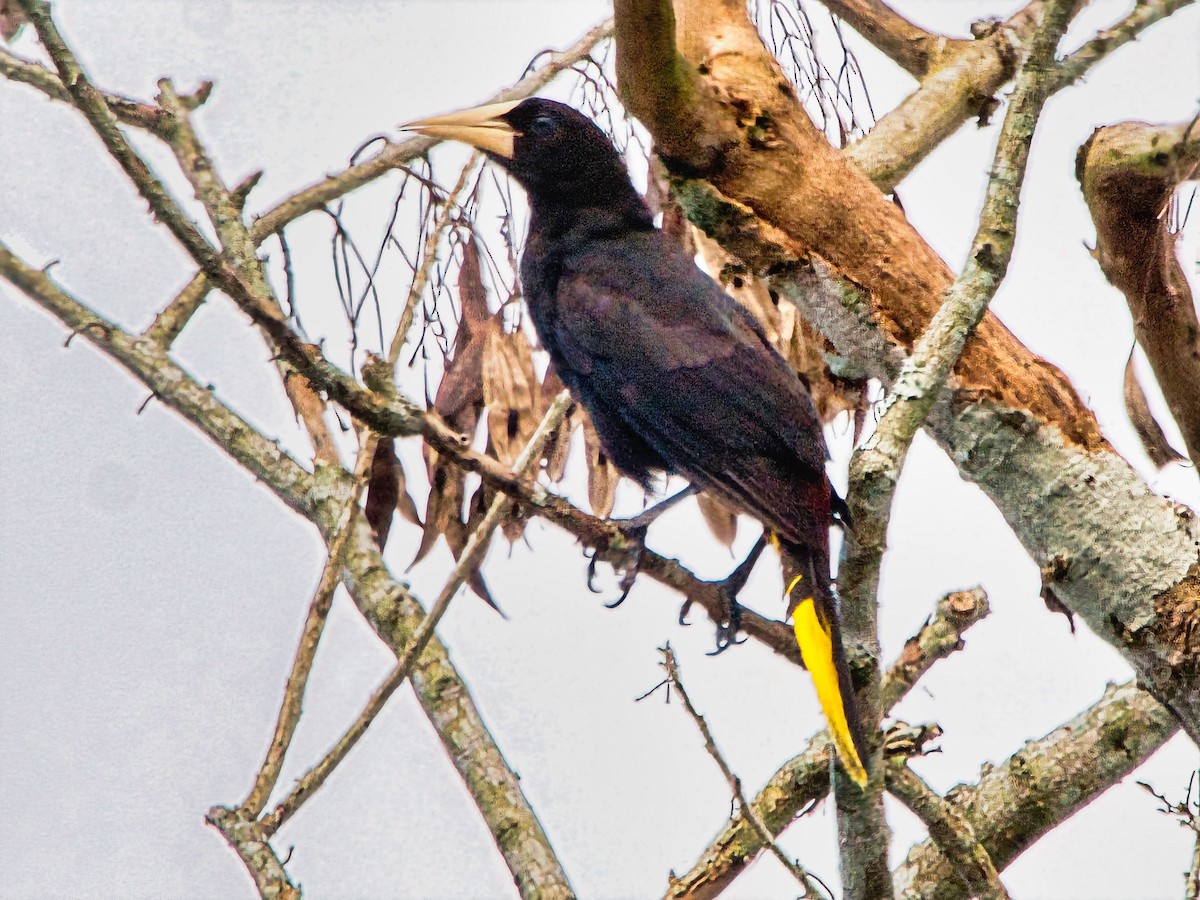 Crested Oropendola - ML616046382