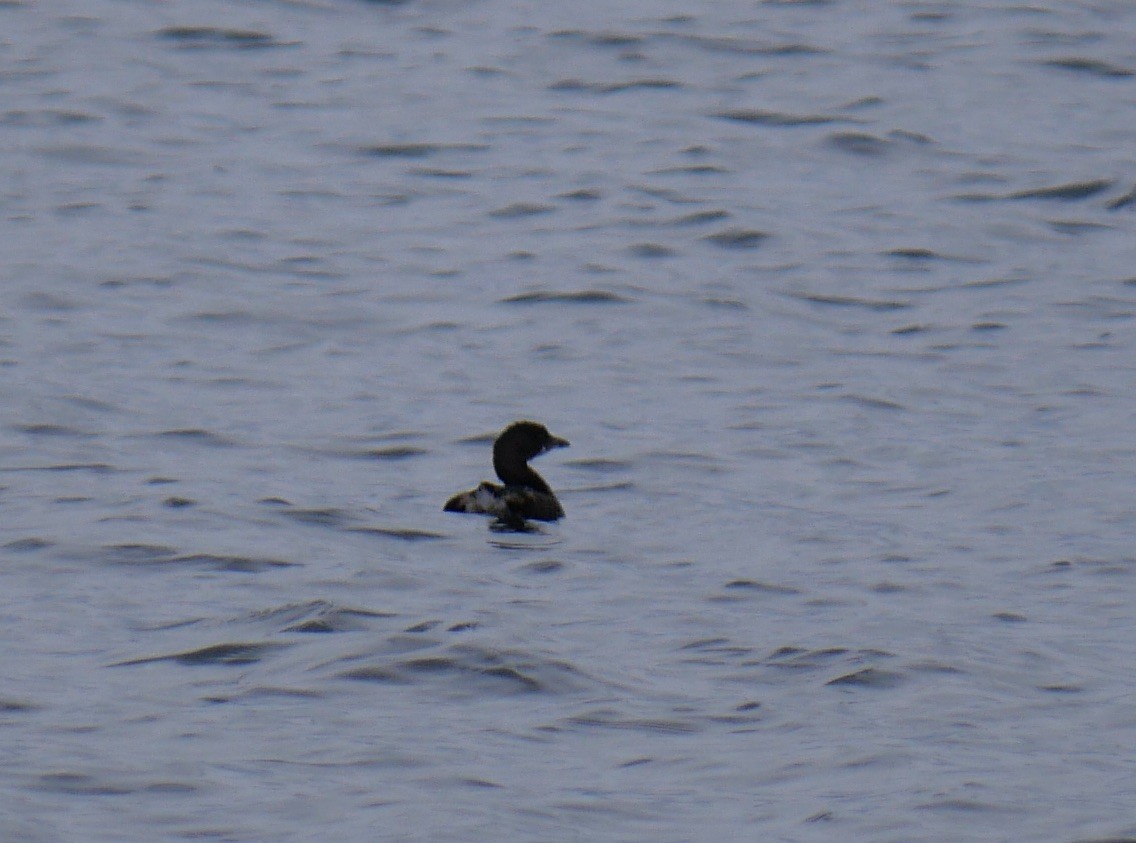 Pied-billed Grebe - ML616046392