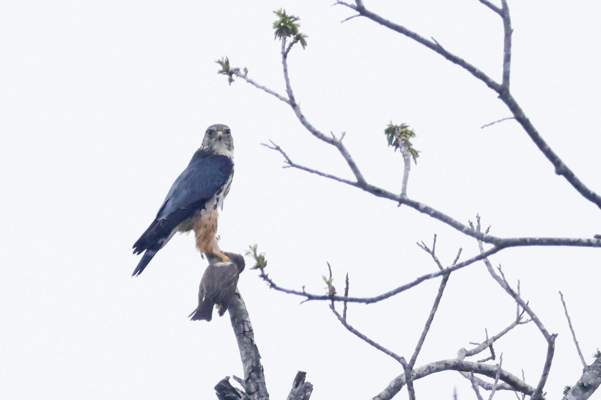 Faucon émerillon (columbarius) - ML616046393