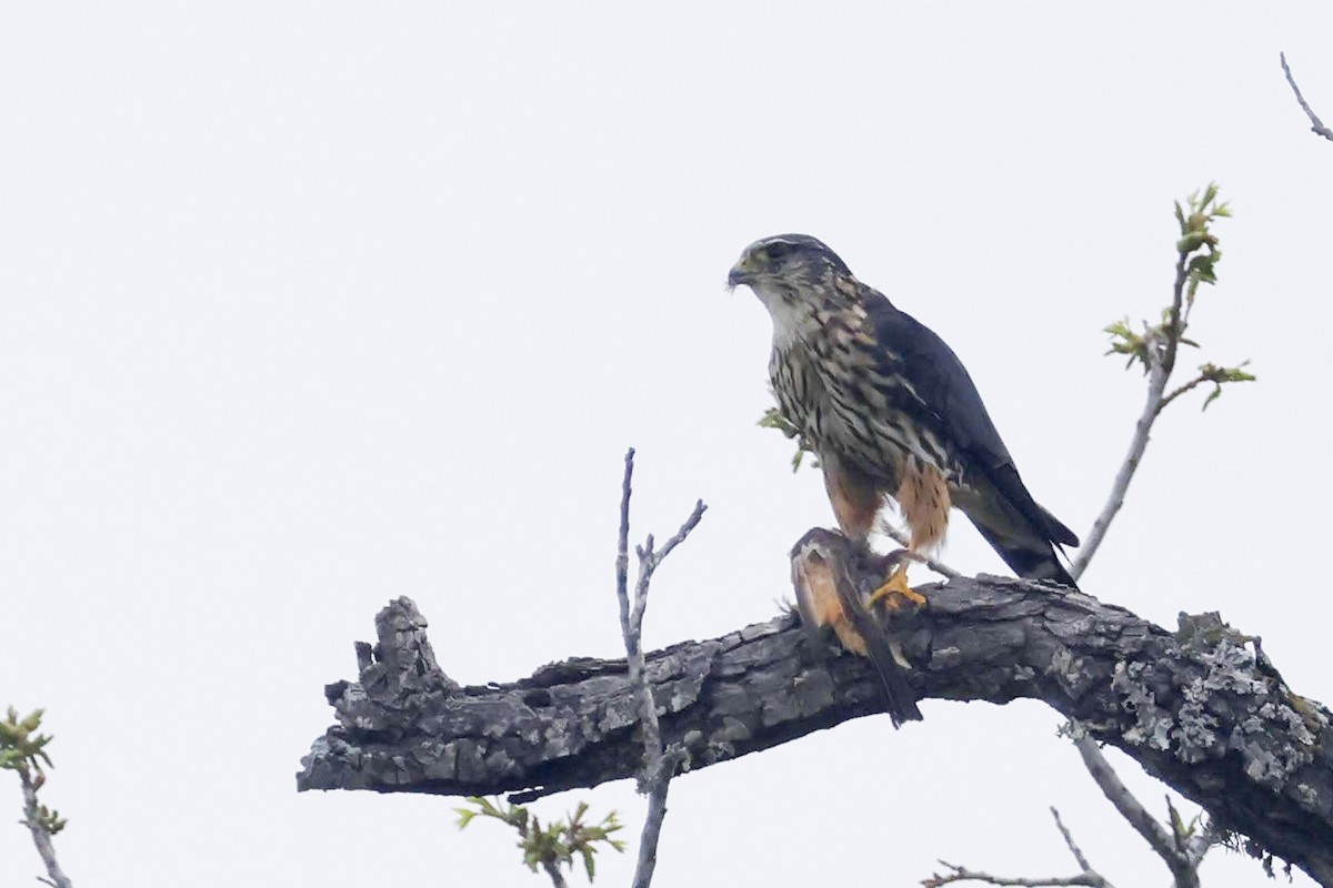 Merlin (columbarius) - ML616046394