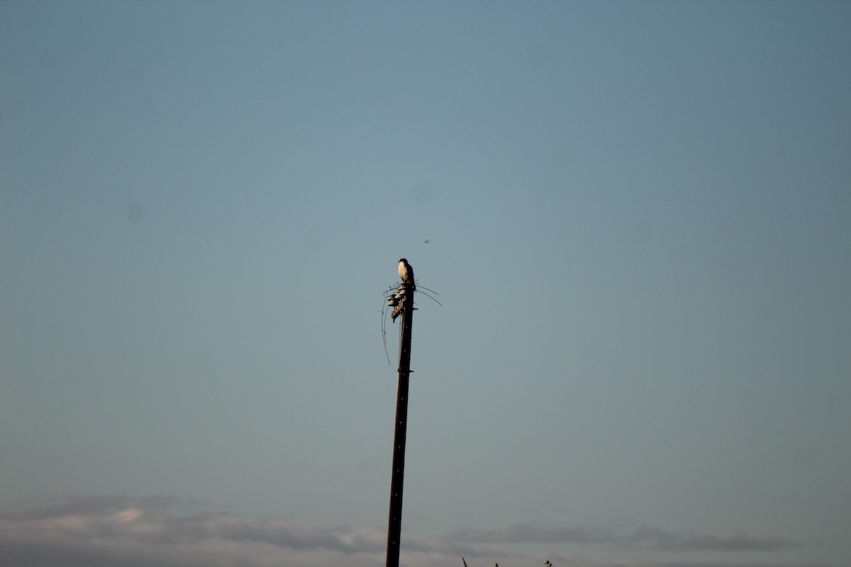 Variable Hawk - Andrea Ojeda Sepúlveda