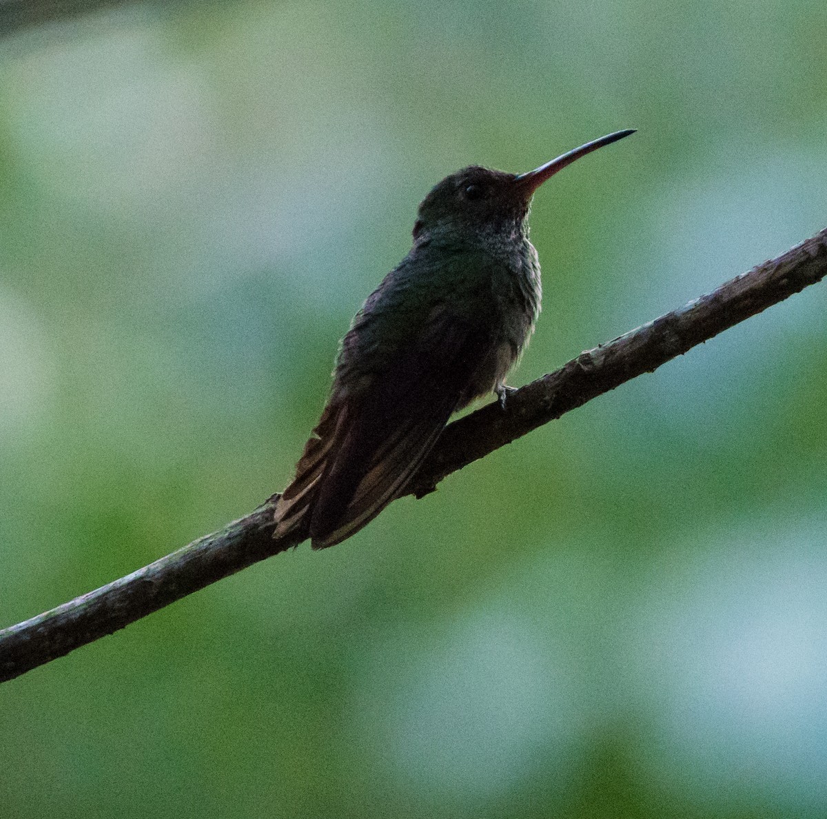 Rufous-tailed Hummingbird - ML616046477