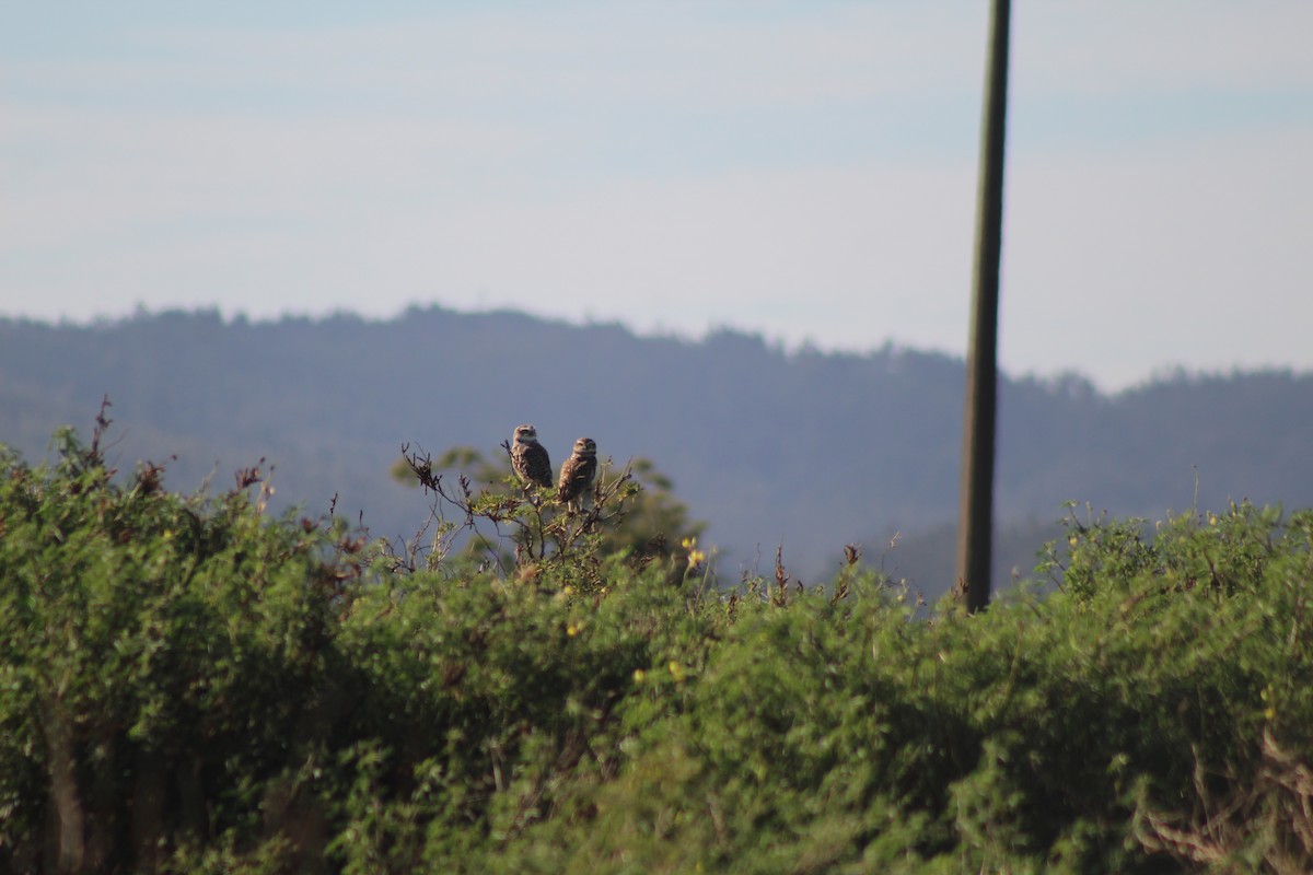 Burrowing Owl - ML616046482