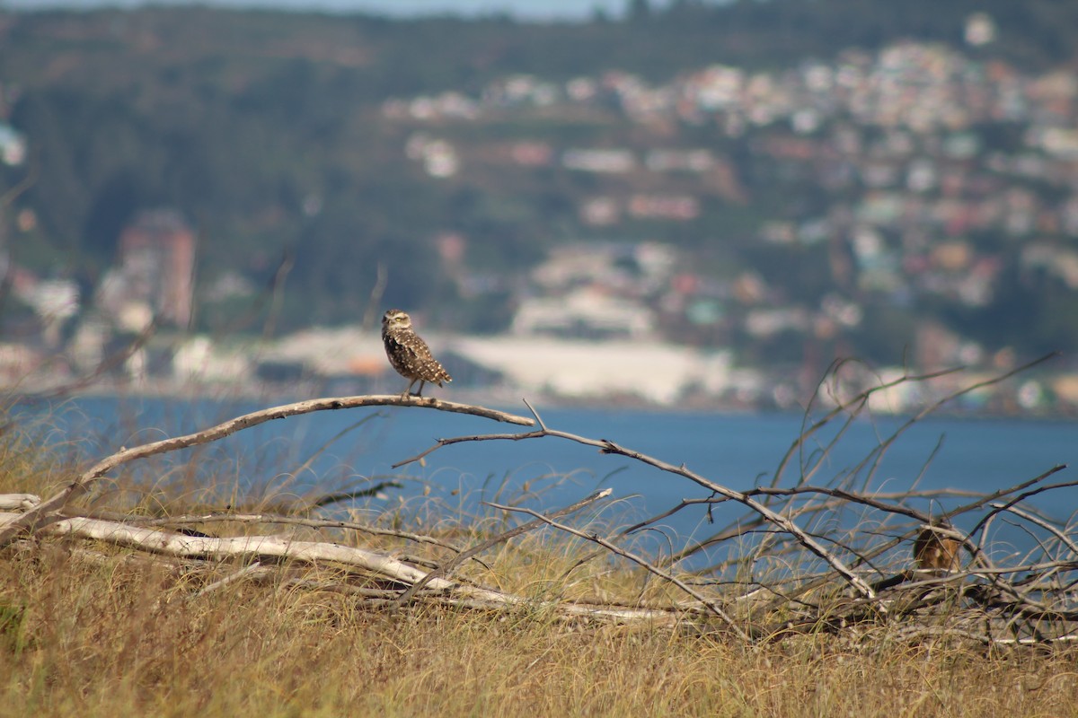 Burrowing Owl - ML616046483