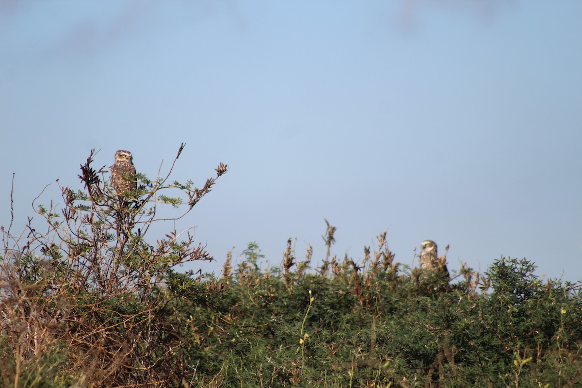 Burrowing Owl - Andrea Ojeda Sepúlveda