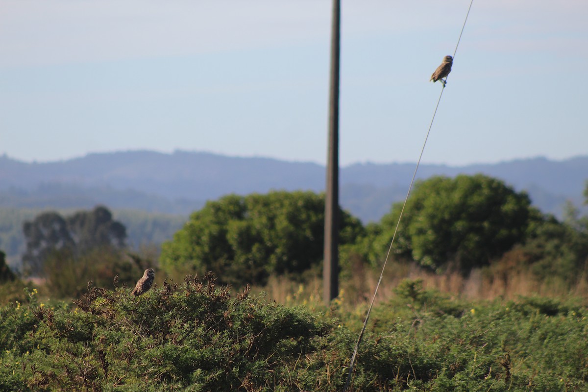 Burrowing Owl - ML616046485