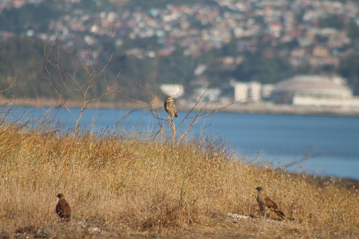 Burrowing Owl - ML616046486