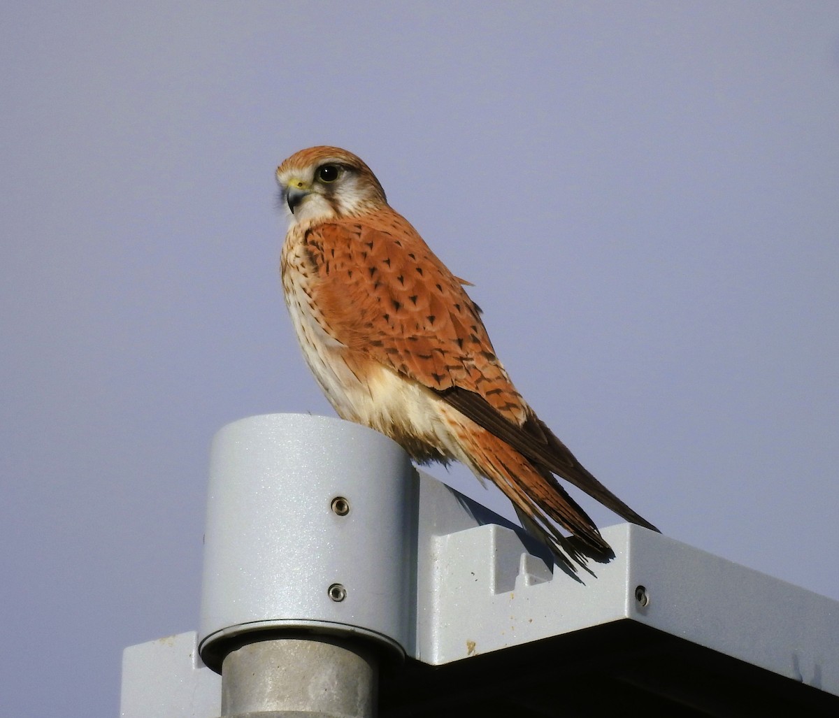 Nankeen Kestrel - ML616046488