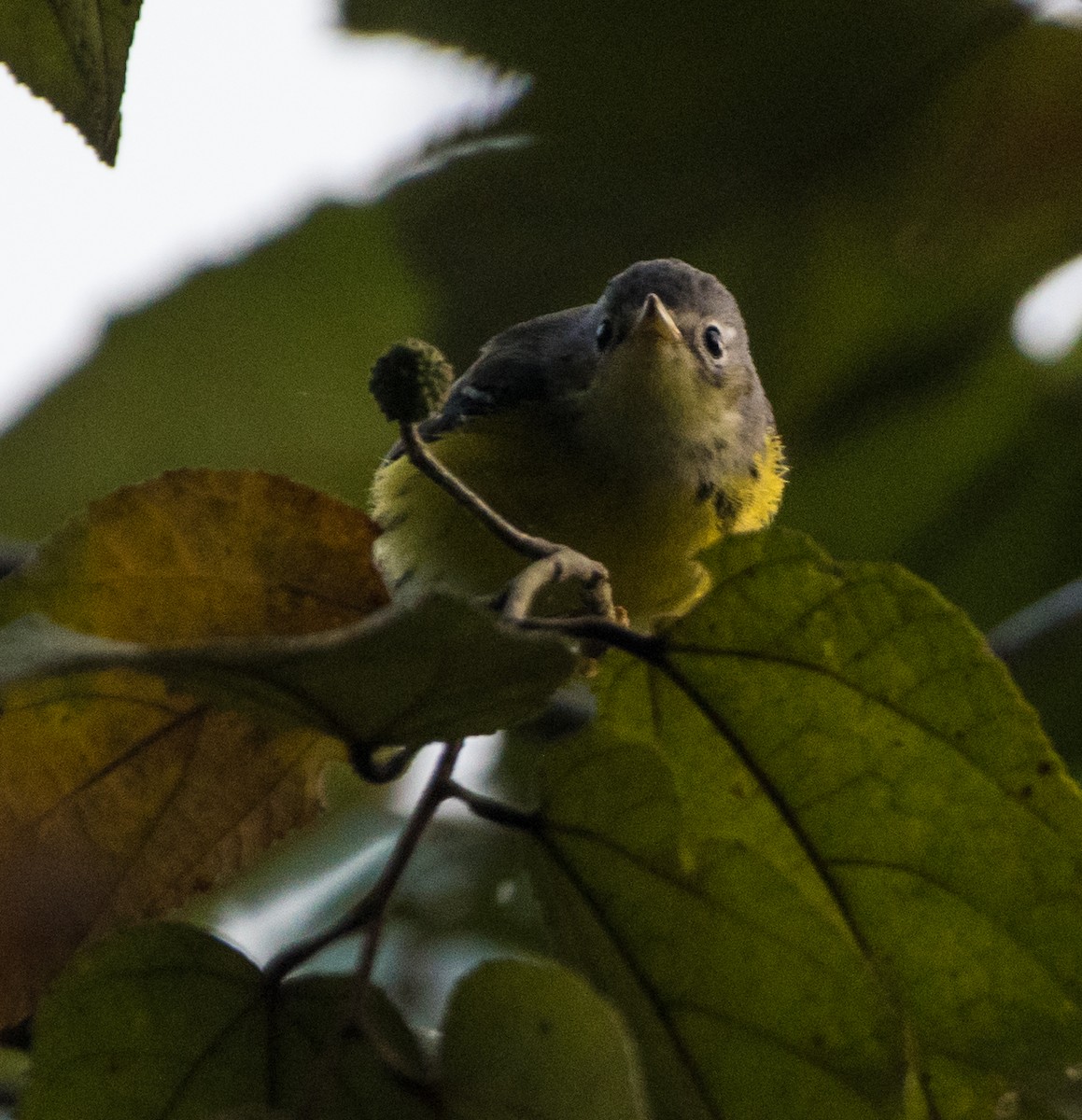 Magnolia Warbler - ML616046492