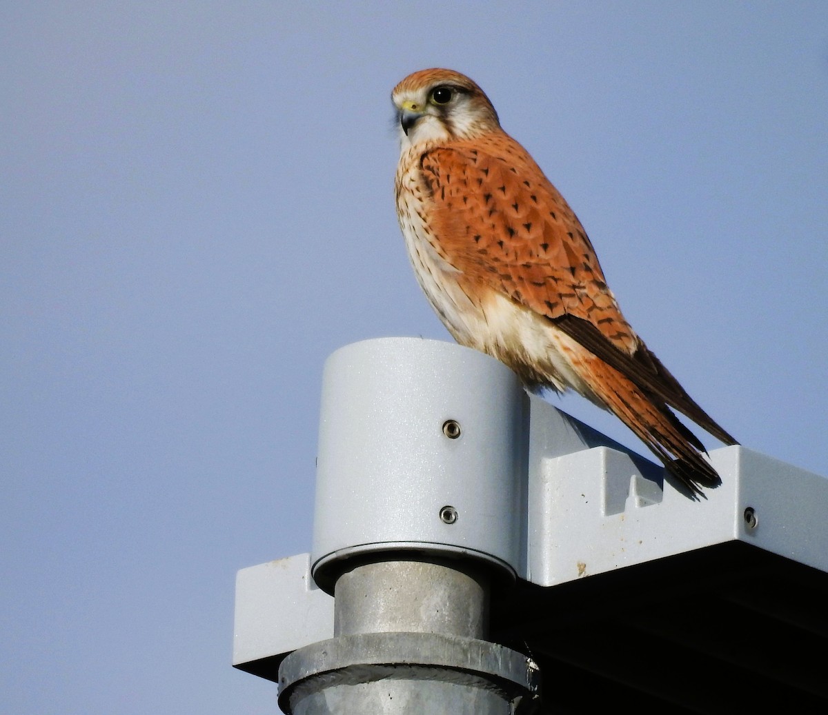 Nankeen Kestrel - ML616046493