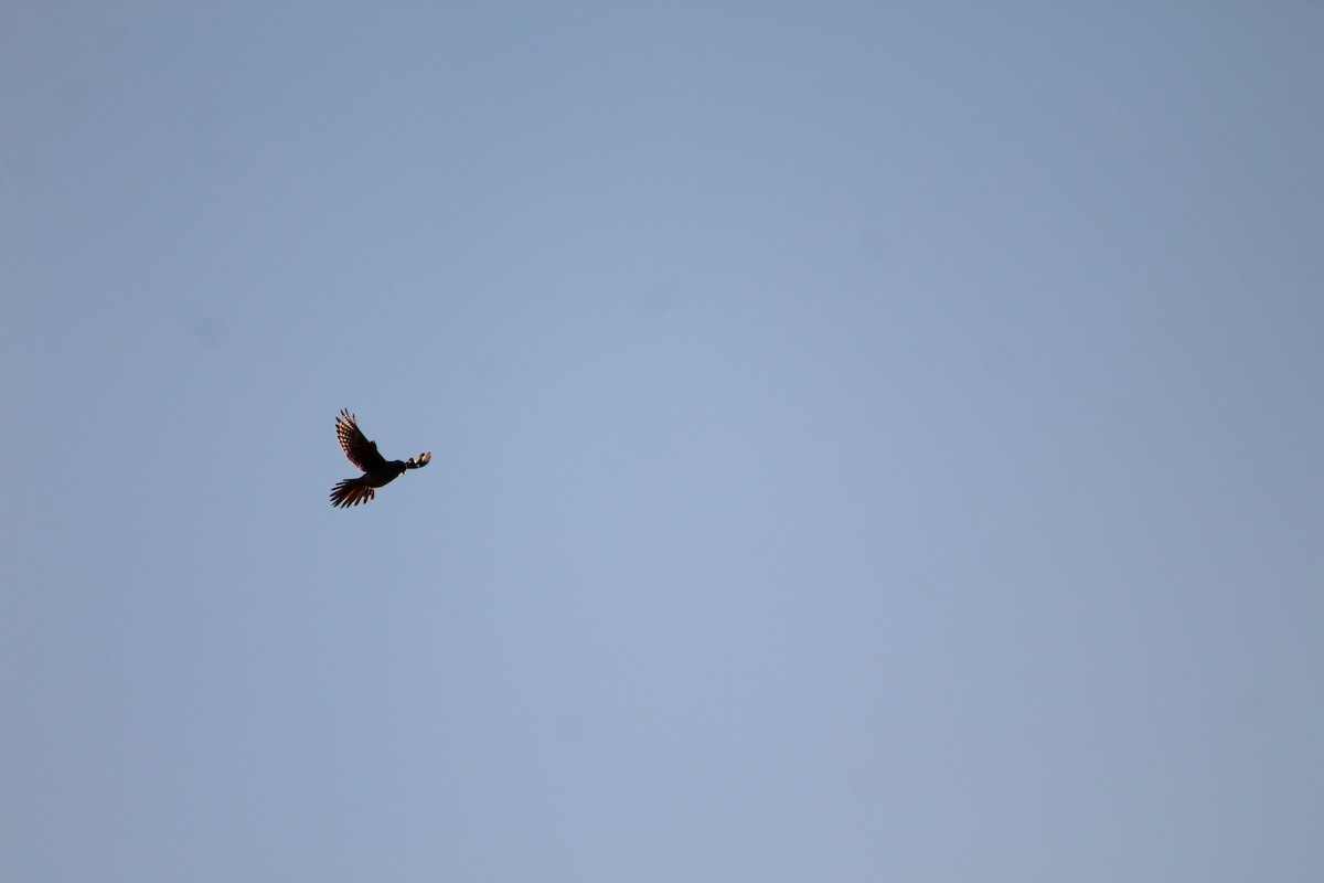 American Kestrel - Andrea Ojeda Sepúlveda