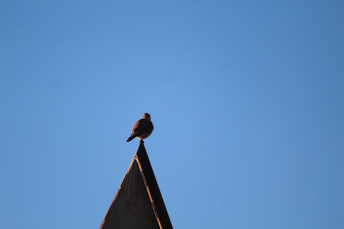 American Kestrel - ML616046513