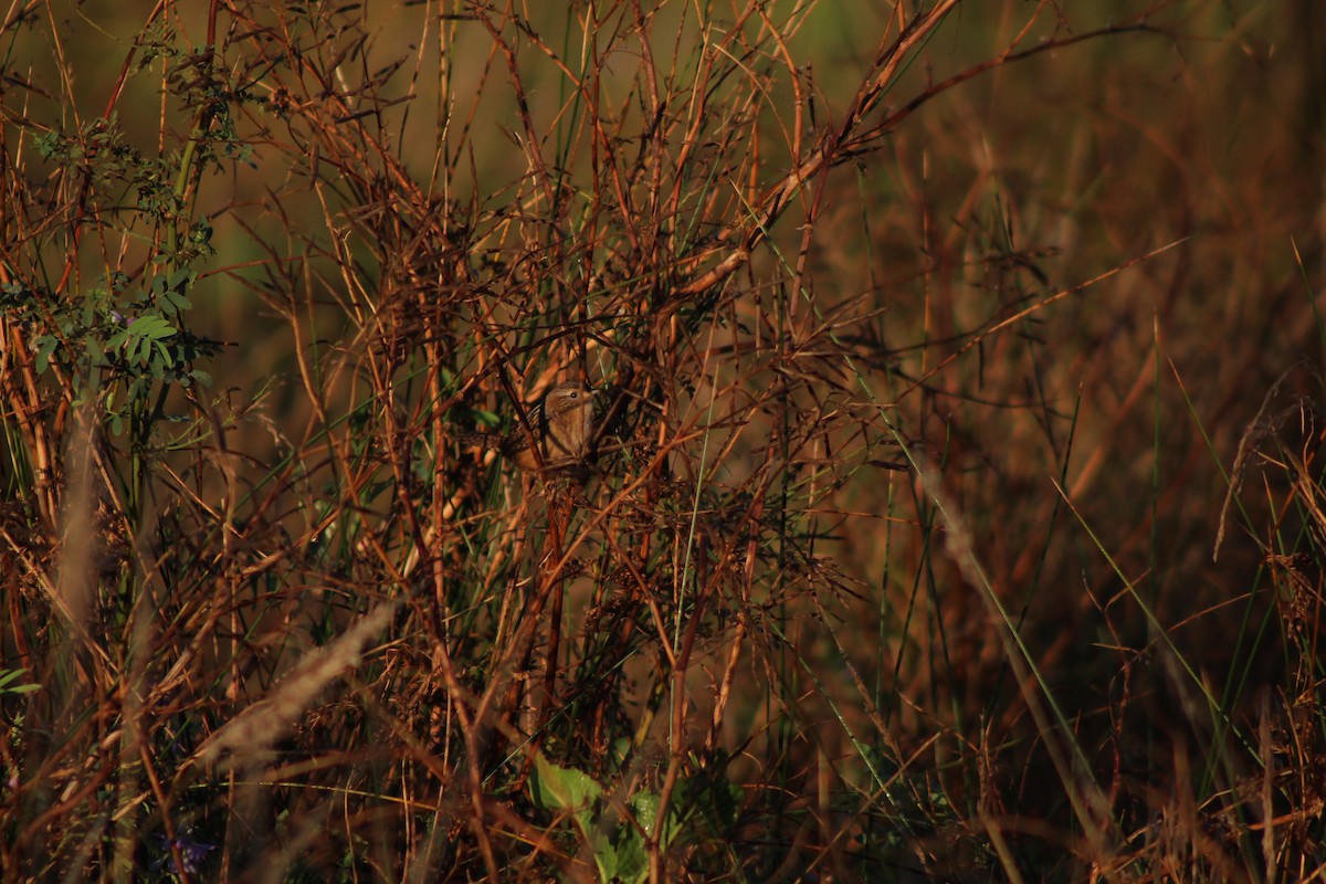 Grass Wren - Andrea Ojeda Sepúlveda