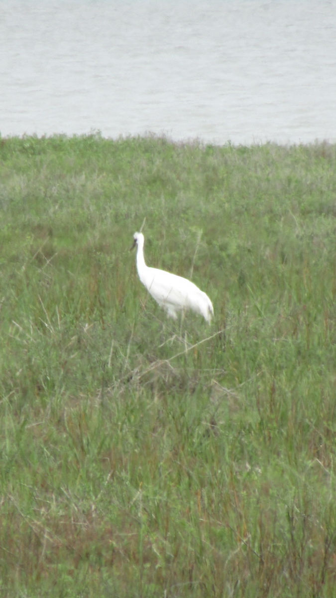 Whooping Crane - ML616046528