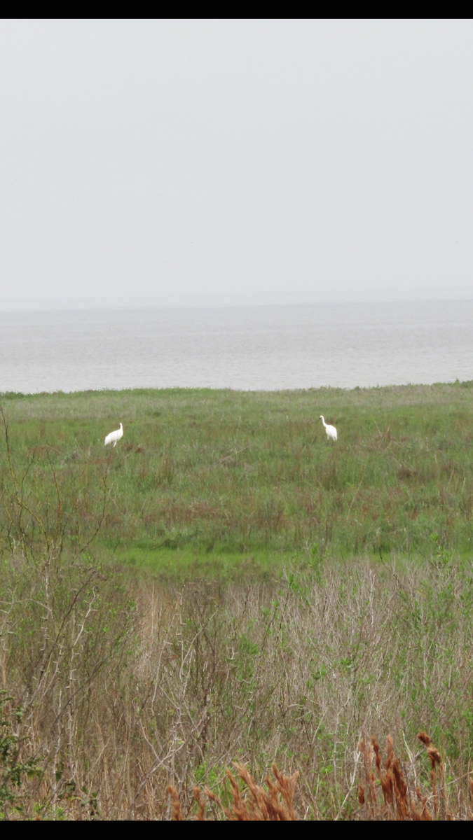 Whooping Crane - ML616046529