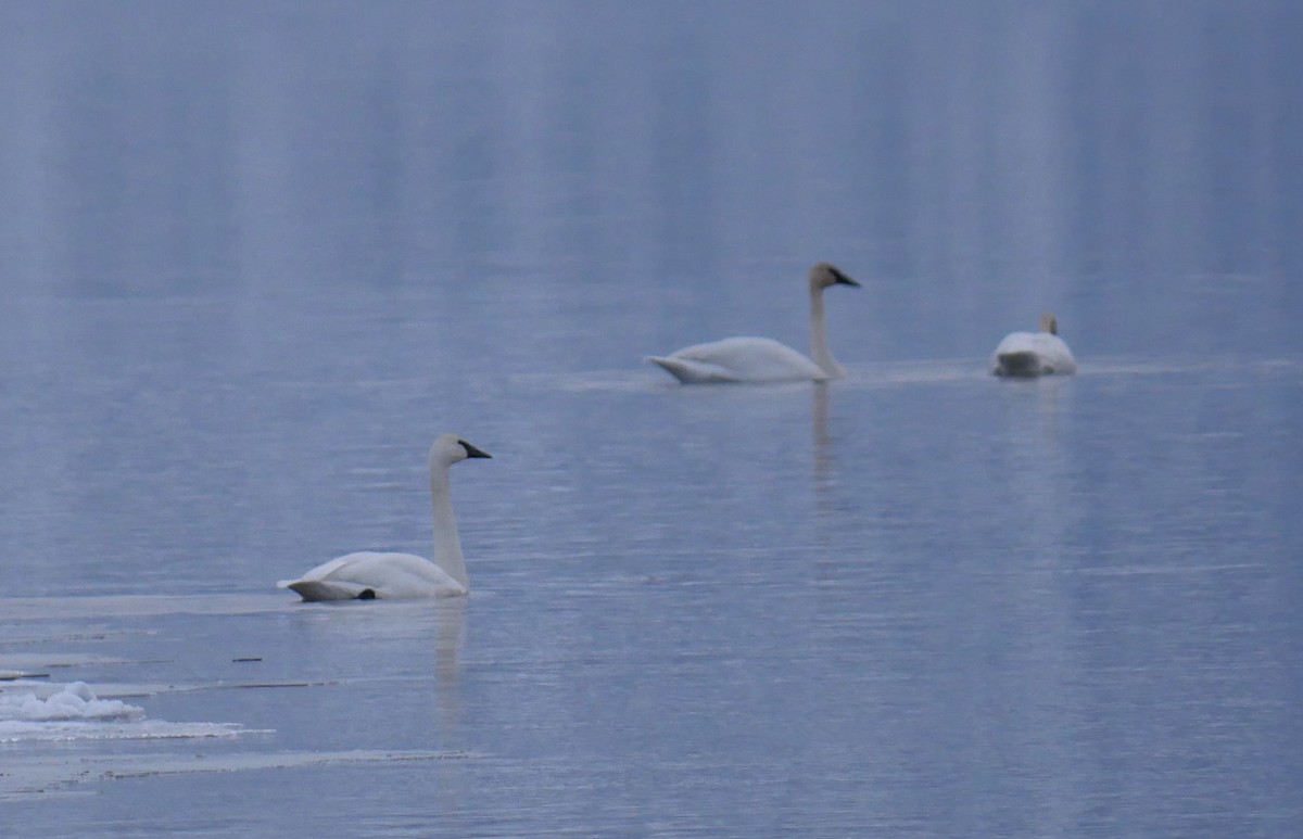 Trumpeter Swan - ML616046533