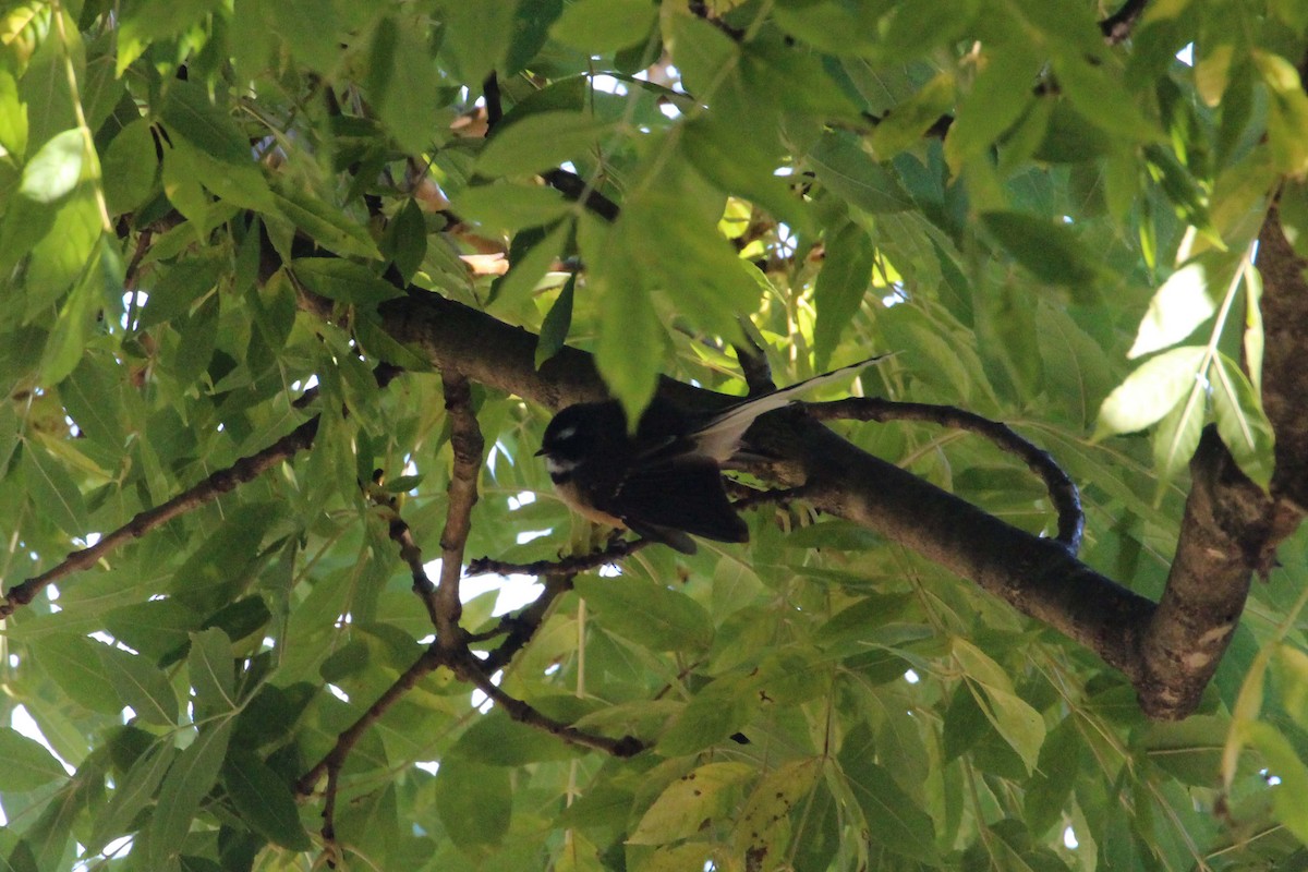 New Zealand Fantail - ML616046546