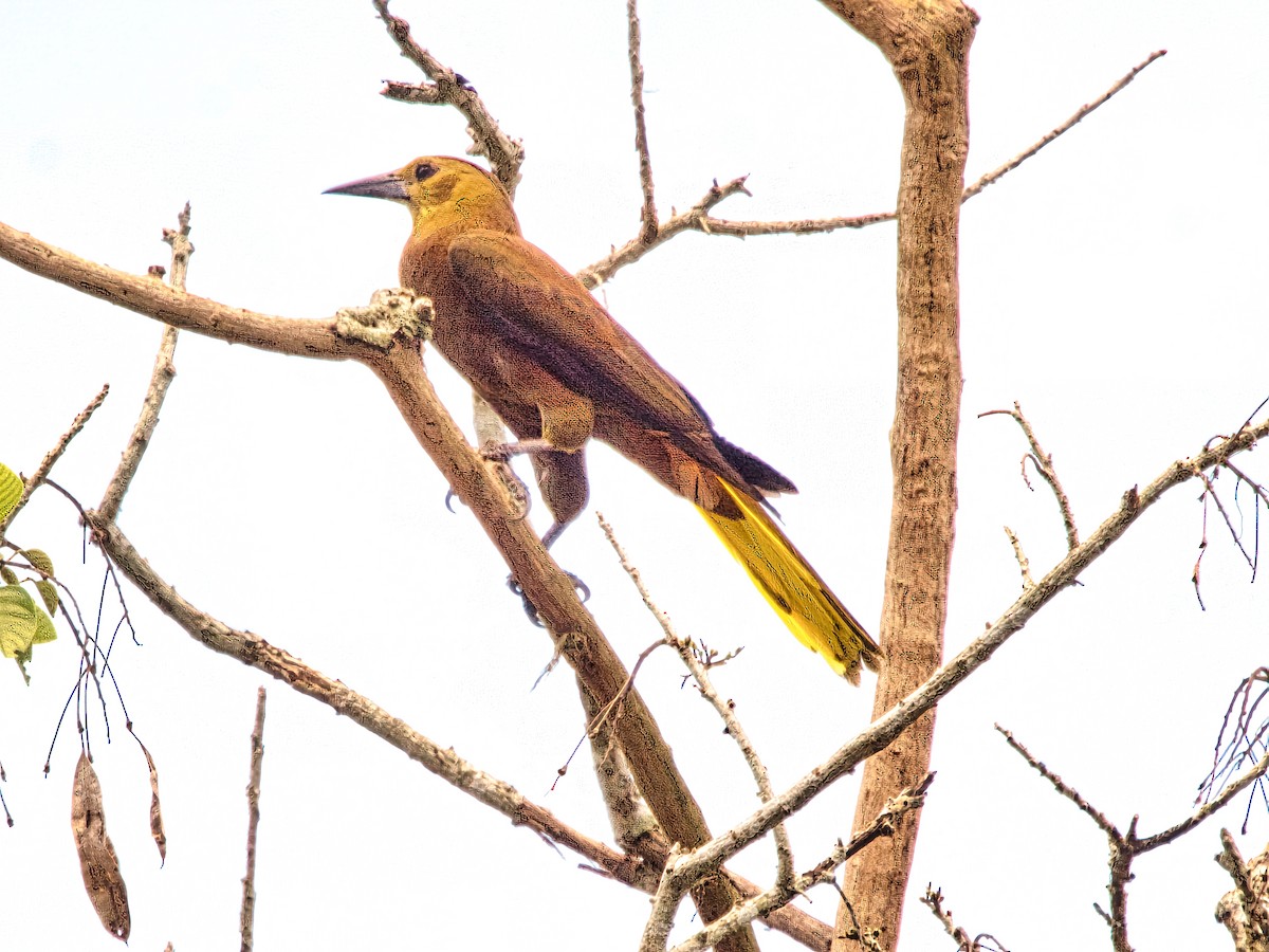 Russet-backed Oropendola - ML616046551