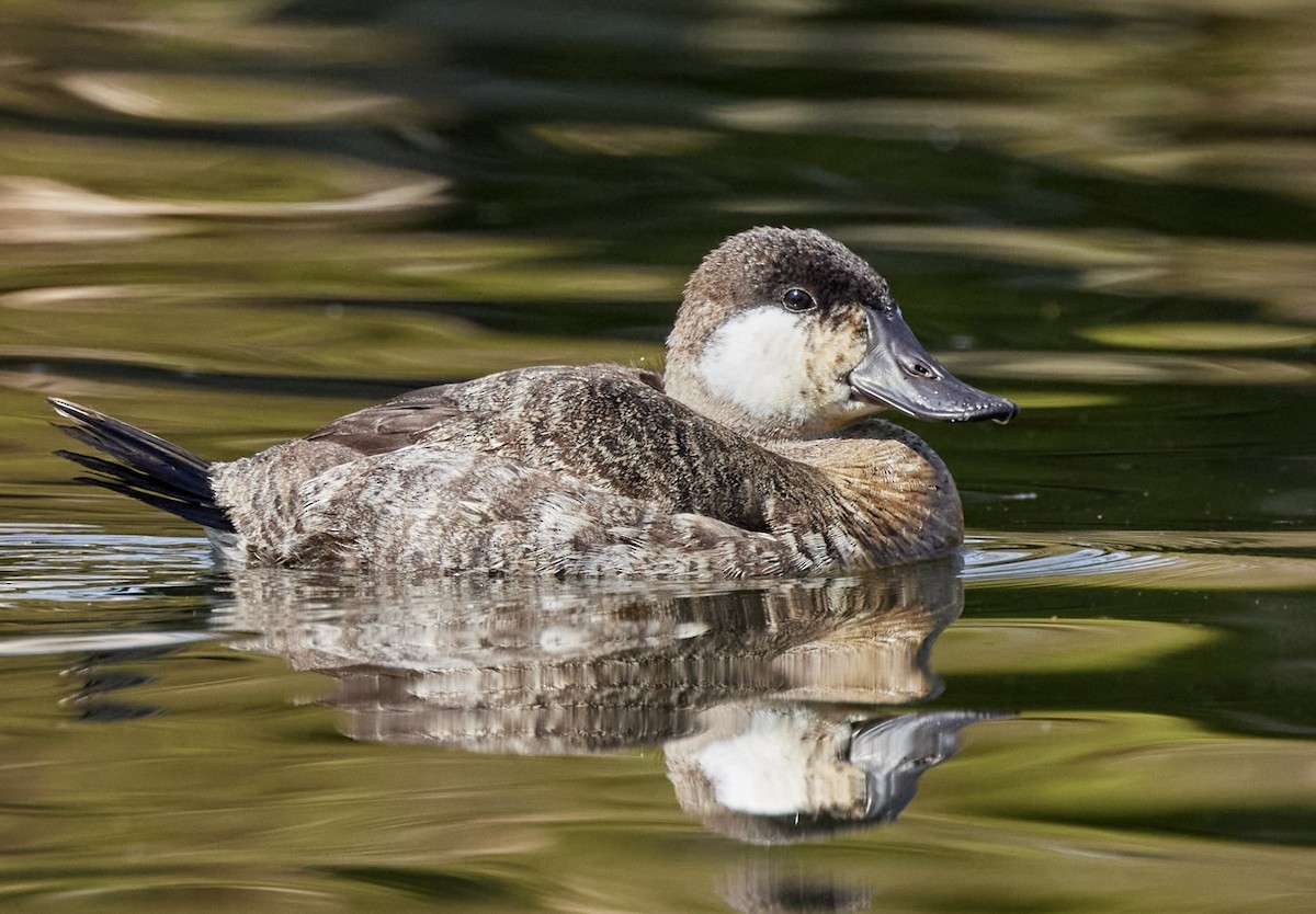 Ruddy Duck - ML616046558