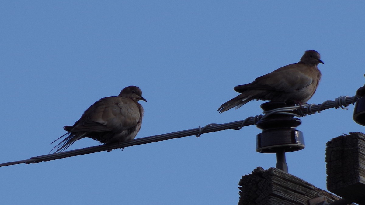 Eurasian Collared-Dove - ML616046630