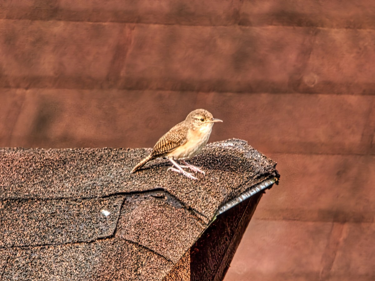 House Wren - David & Dawn Harris