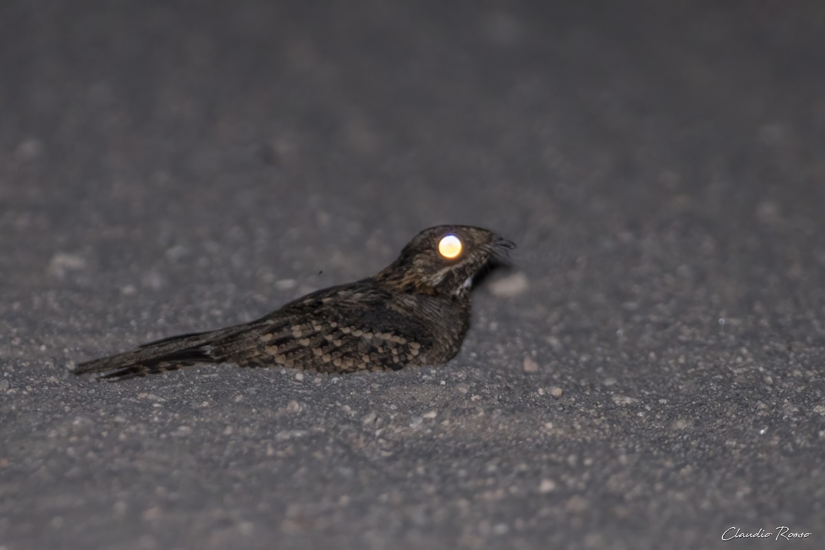 Little Nightjar - ML616046754