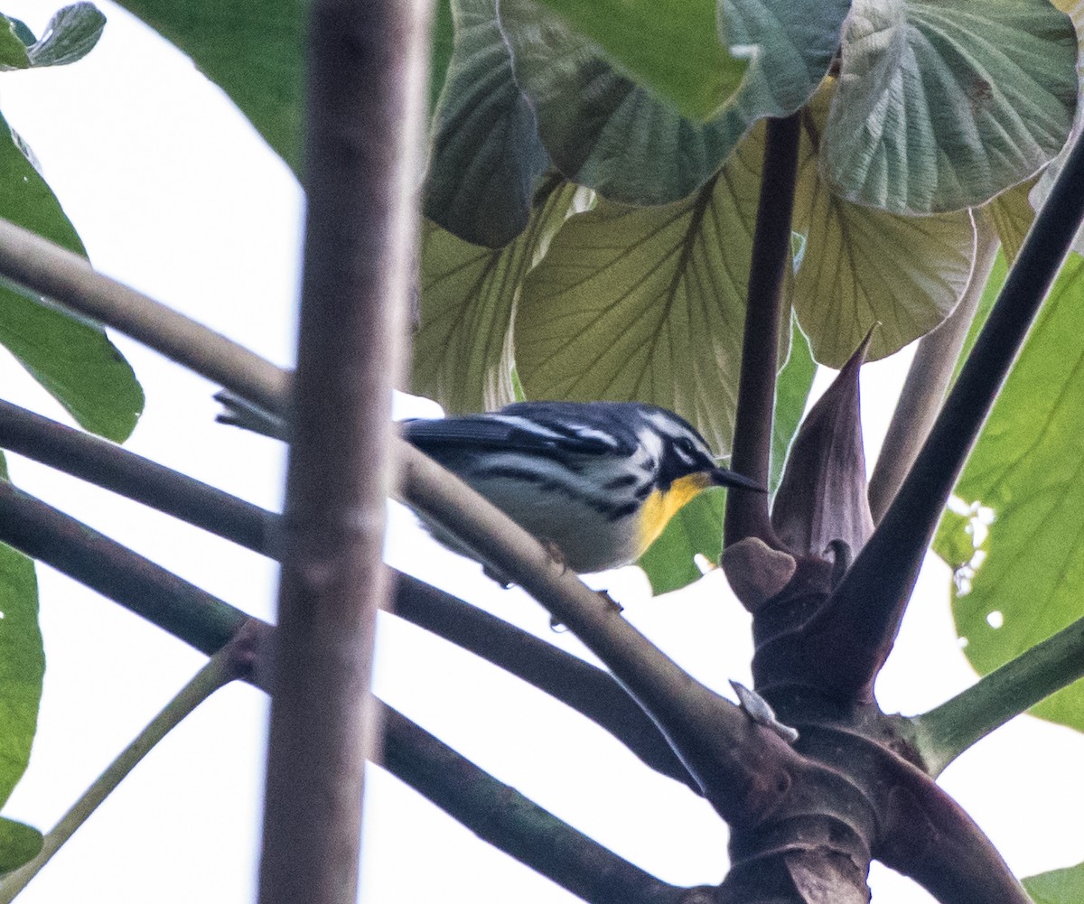 Yellow-throated Warbler - ML616046768