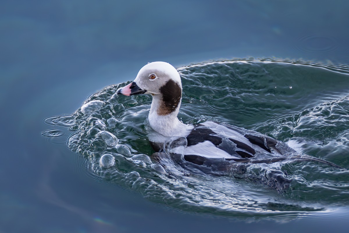 Long-tailed Duck - Paul Jones