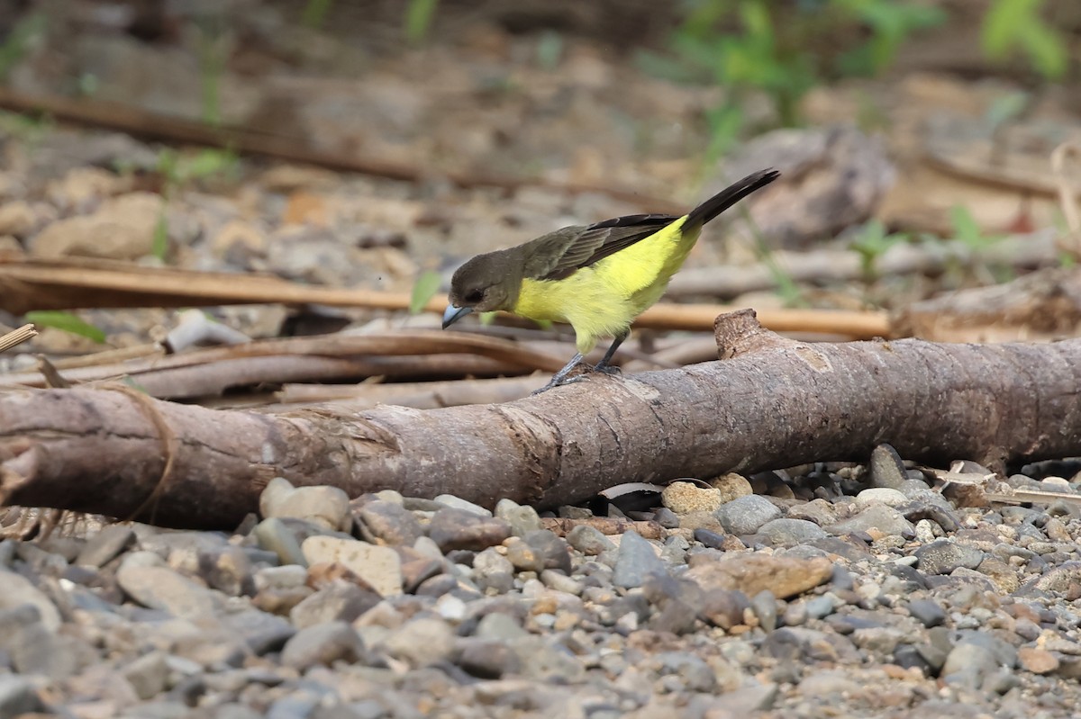 Flame-rumped Tanager - Robert Martin