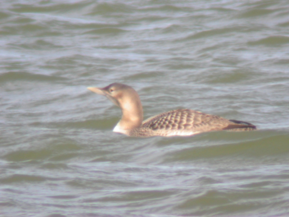 Yellow-billed Loon - ML616046785