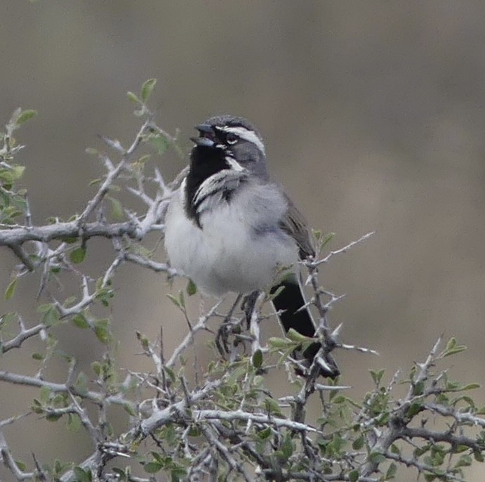 Black-throated Sparrow - Jonathan Strandjord