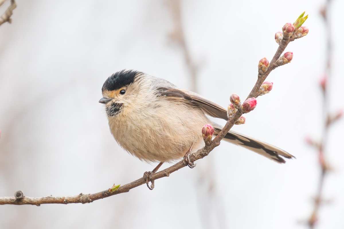 Silver-throated Tit - ML616046957