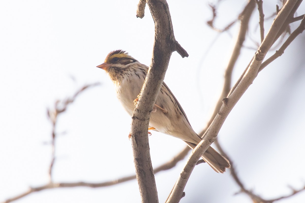 Yellow-browed Bunting - ML616046964