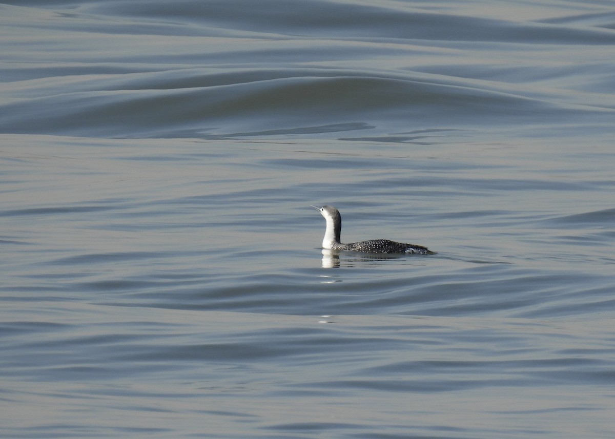 Red-throated Loon - ML616046968