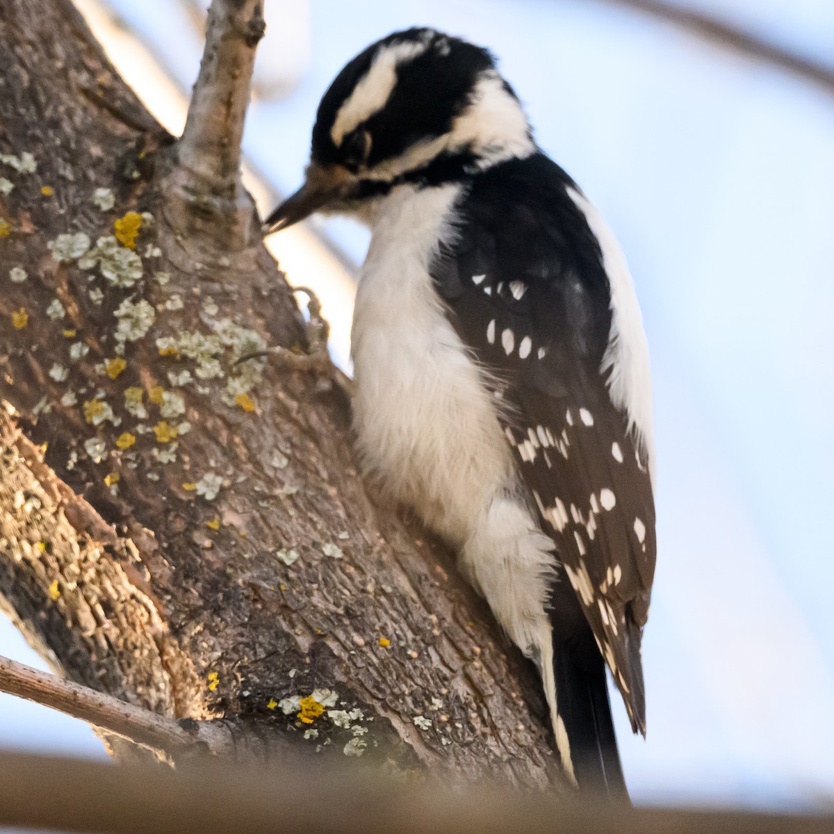 Downy Woodpecker - ML616046979