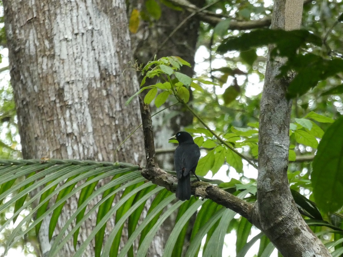 Purple-throated Fruitcrow - ML616046983