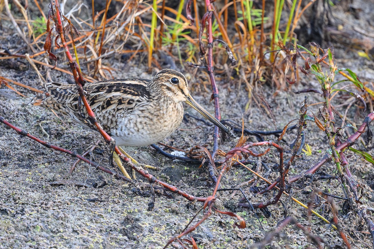 Latham's Snipe - ML616047010