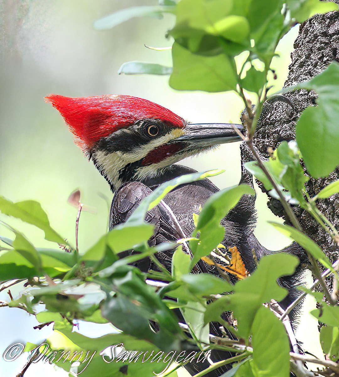 Pileated Woodpecker - ML616047021