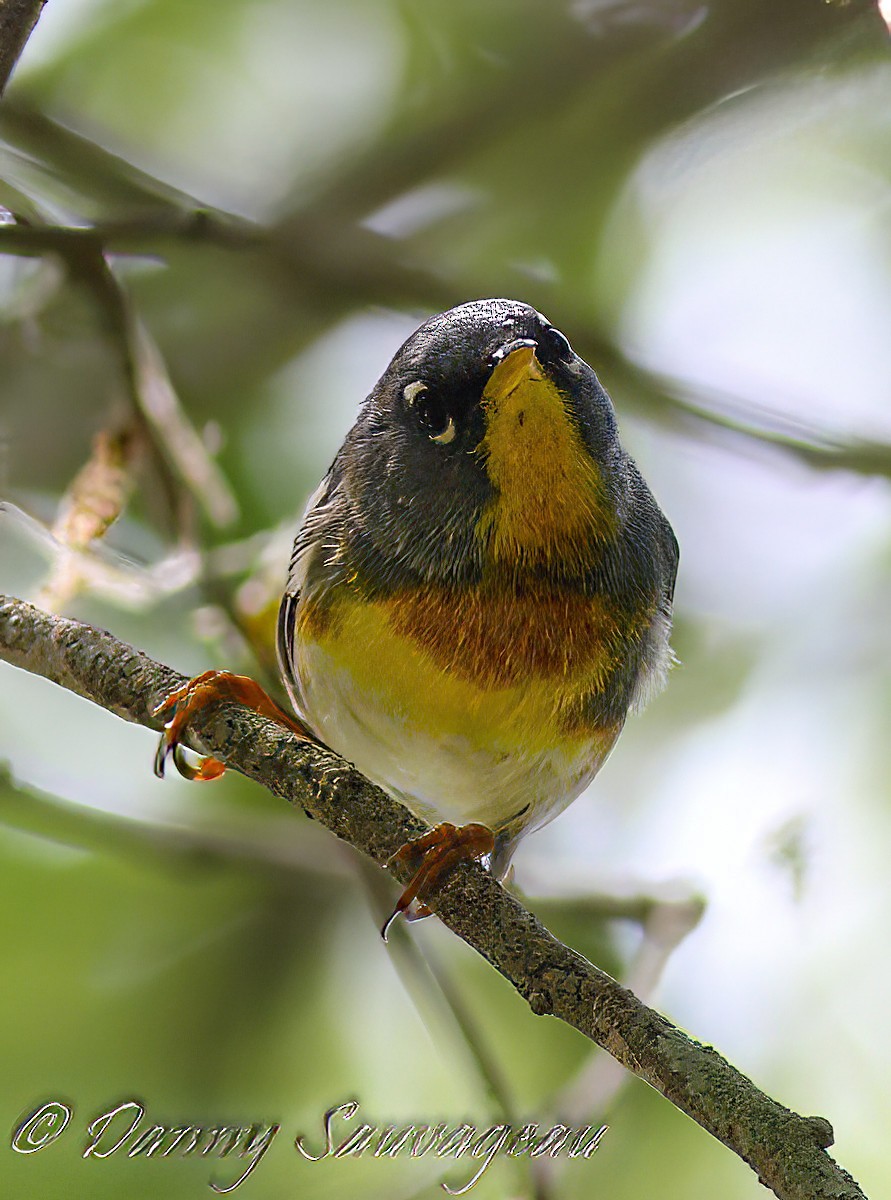 Northern Parula - ML616047043