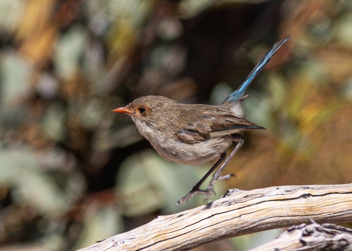 Splendid Fairywren - Pedro Nicolau