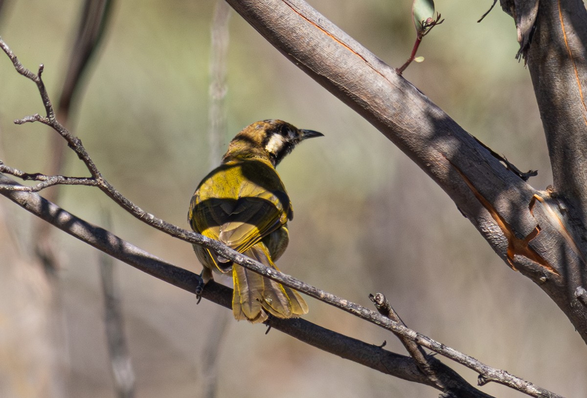 White-eared Honeyeater - Pedro Nicolau