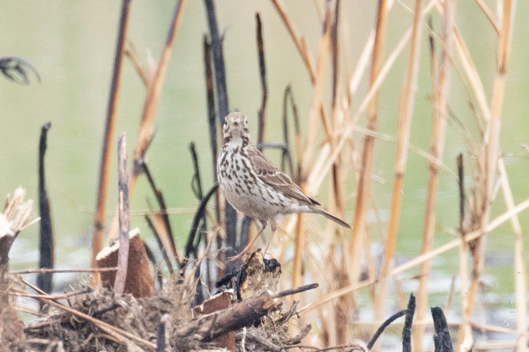 American Pipit (japonicus) - ML616047139