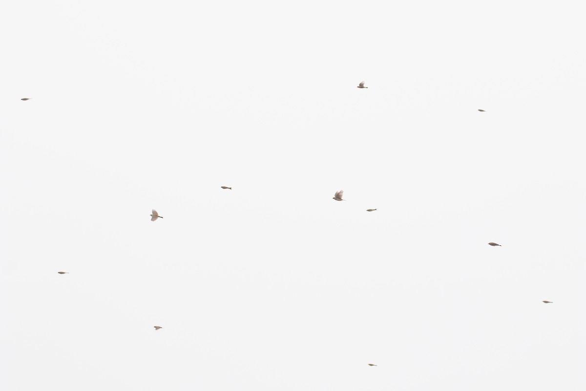 linduška tundrová (ssp. japonicus) - ML616047154