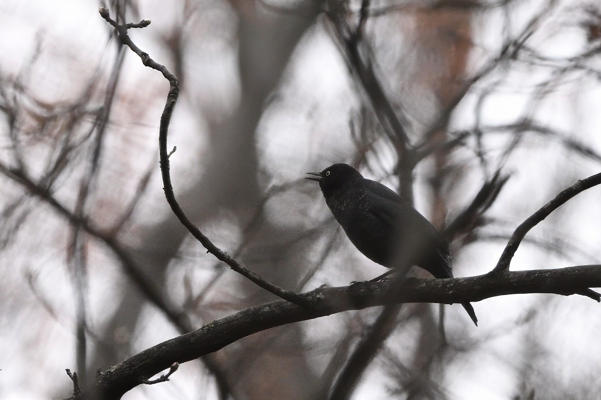 Rusty Blackbird - ML616047195