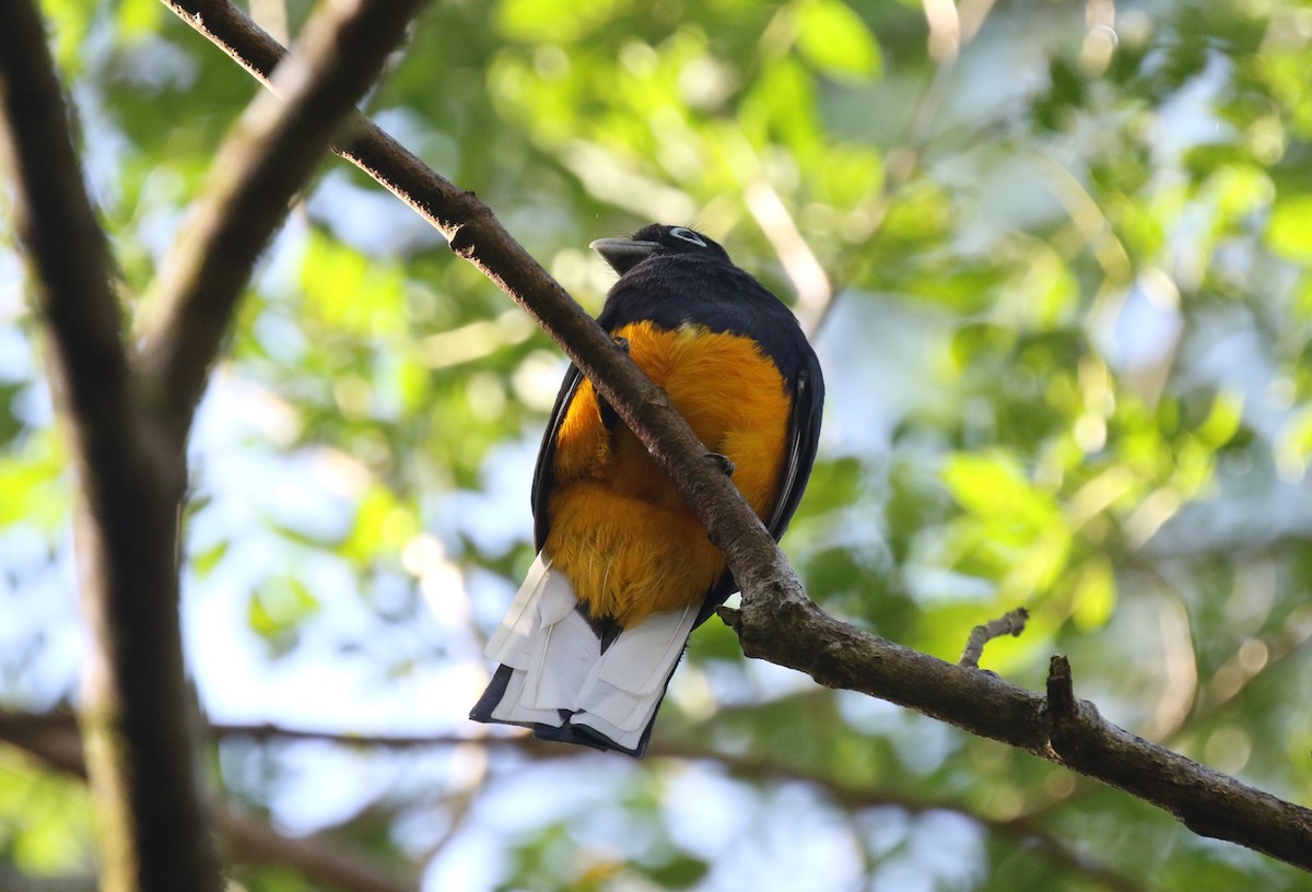 Ak Kuyruklu Trogon - ML616047199