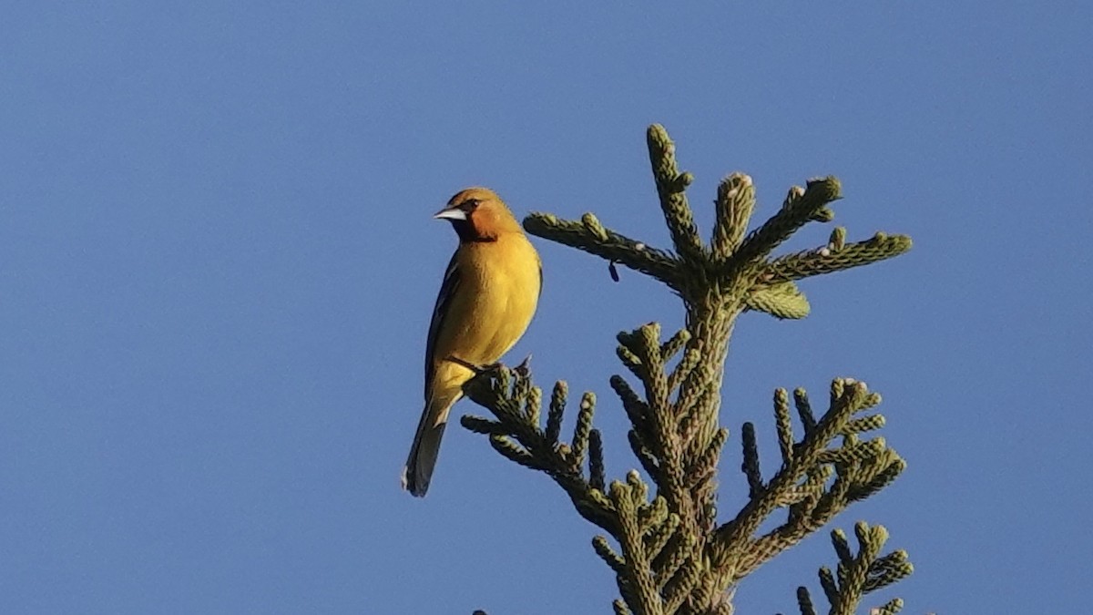 Turpial Dorsilistado (grupo pustulatus) - ML616047200