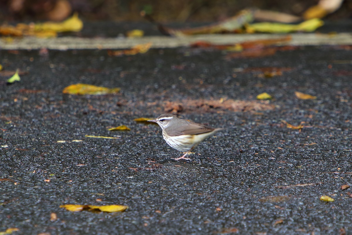 Louisiana Waterthrush - ML616047202